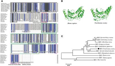 IFN regulatory factor 3 of golden pompano and its NLS domain are involved in antibacterial innate immunity and regulate the expression of type I interferon (IFNa3)